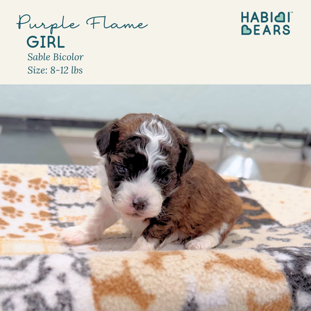 Purple Flame - female habibi bear puppy for sale 