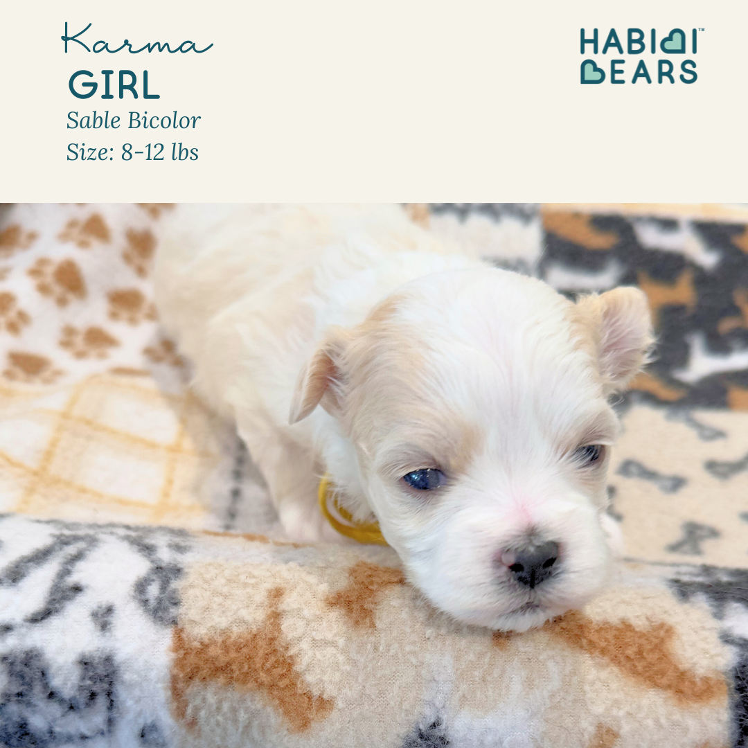 Karma - Apricot female habibi bear puppy for sale 