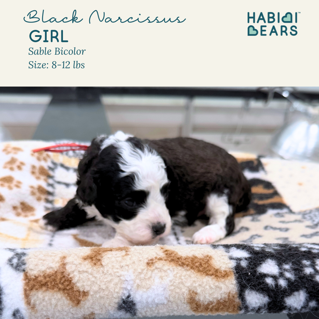 Black Narcissus - girl habibi bear puppy for sale 