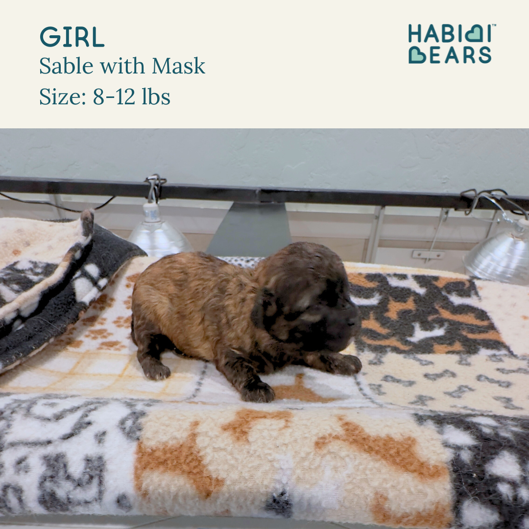 Rip CIty - Sable HAbibi Bear puppy for sale 