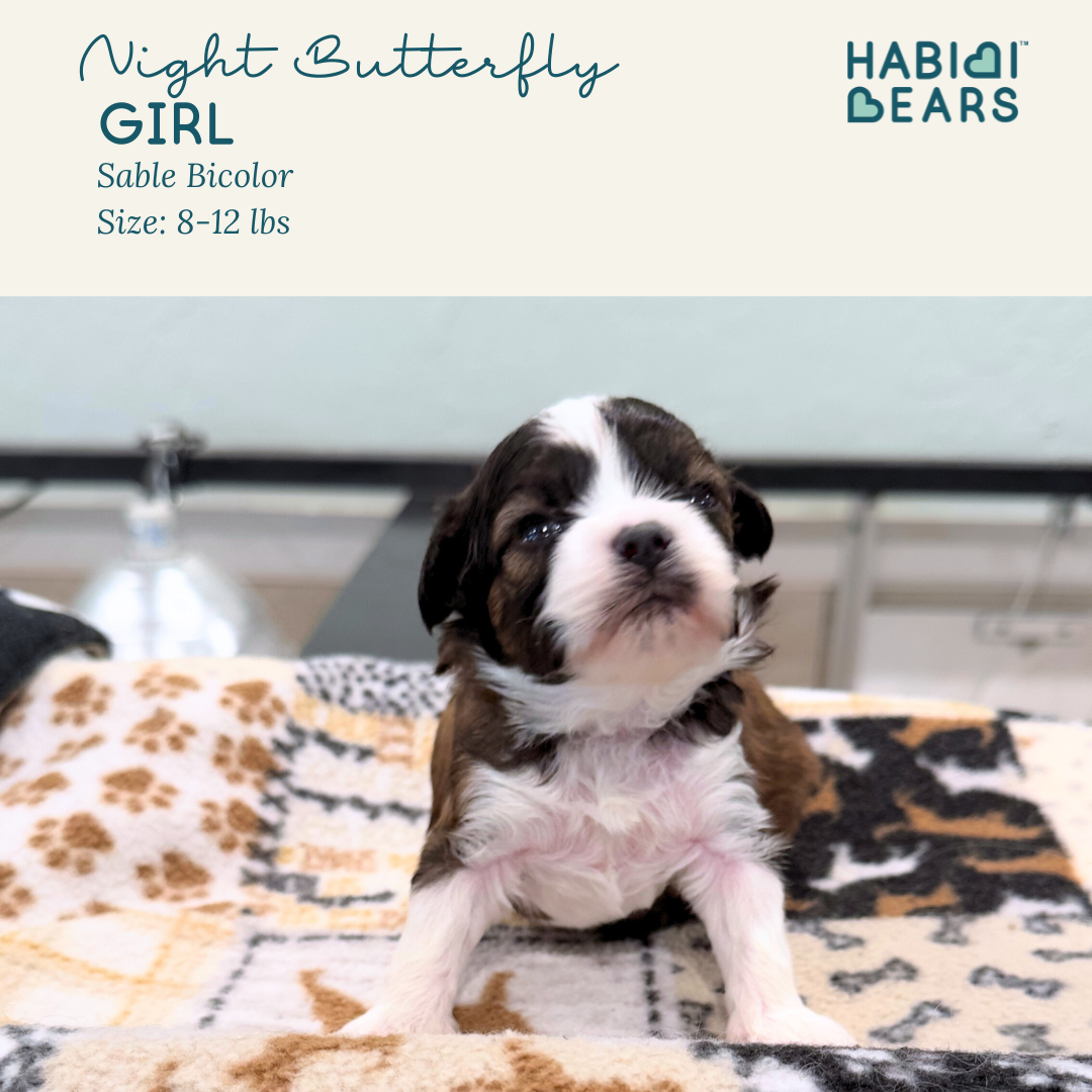 Night Butterfly - Girl Habibi Bear Puppy for sale