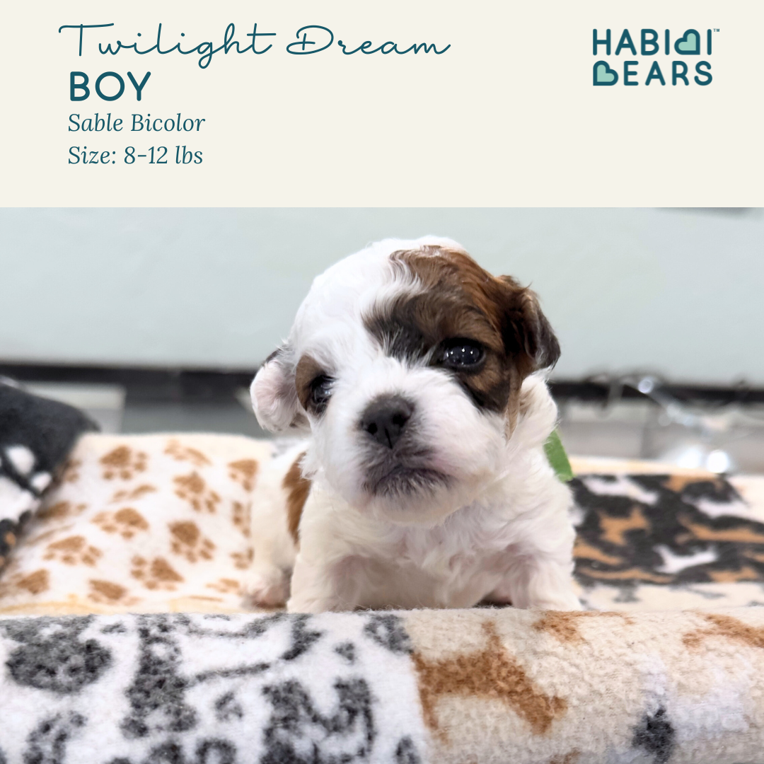 Twilight Dream - Boy Habibi Bear Puppy for sale
