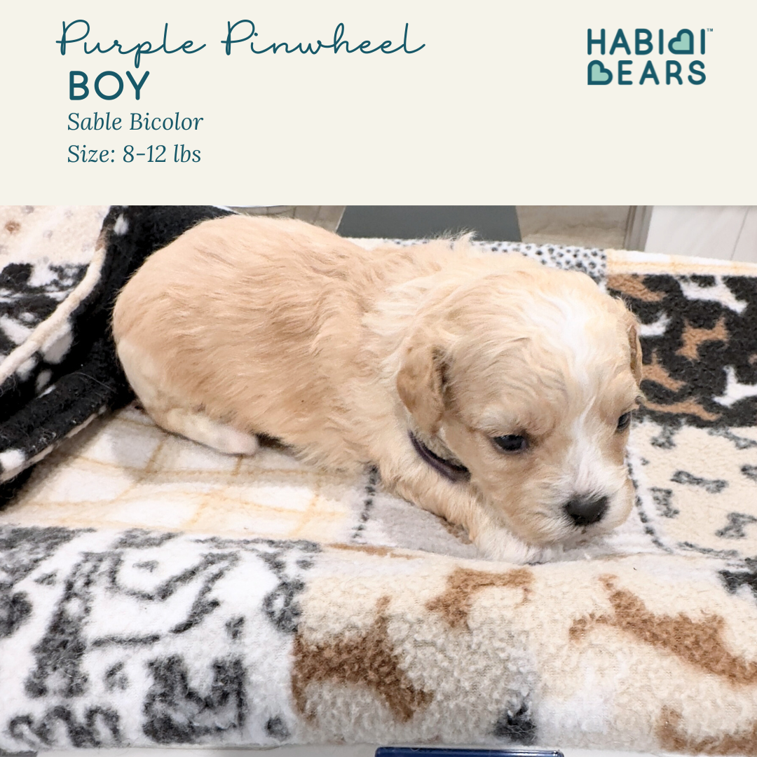 Purple Pinwheel Habibi PUppy for sale 