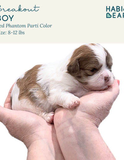 Breakout - red phantom parti color Habibi Bear Puppy for sale
