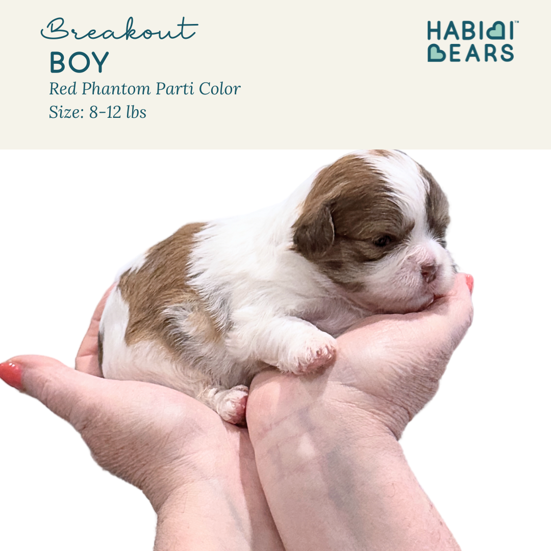 Breakout - red phantom parti color Habibi Bear Puppy for sale 
