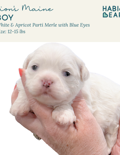 Lion's Maine - blue eyed habibi bear puppy for sale