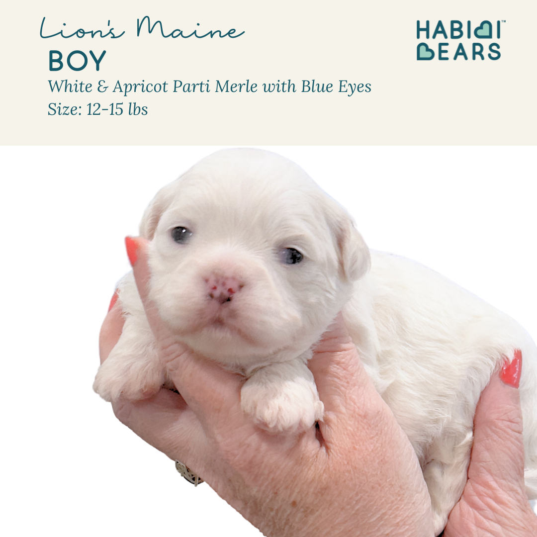 Lion's Maine - blue eyed habibi bear puppy for sale 