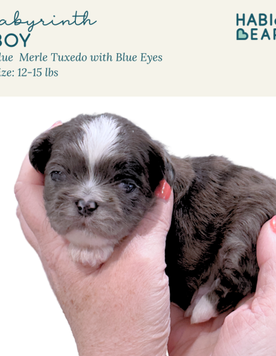 Labyrinth blue merle habibi bear puppy