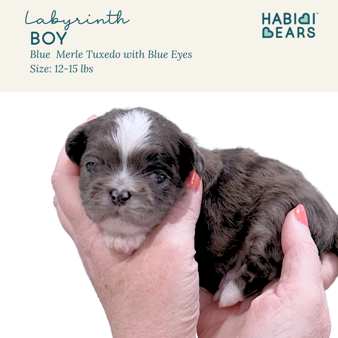Labyrinth blue merle habibi bear puppy 