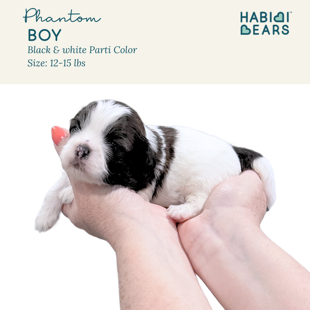 Phantom - black and white habibi bear