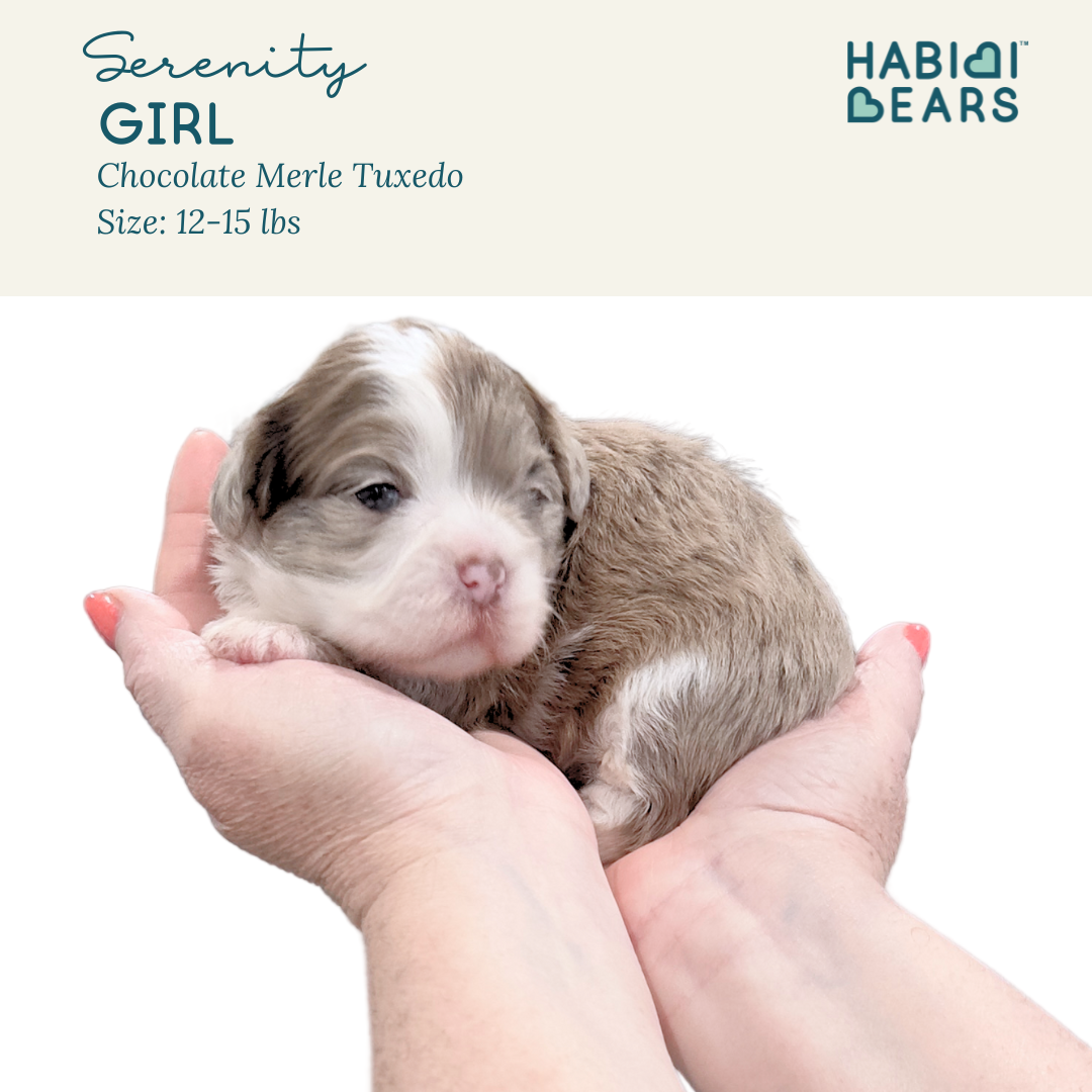 Serenity- Chocolate Merle Habibi Bear puppies for sale 