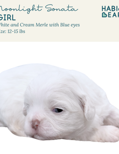 Moonlight Sonata, mini merle blue eyed habibi bear