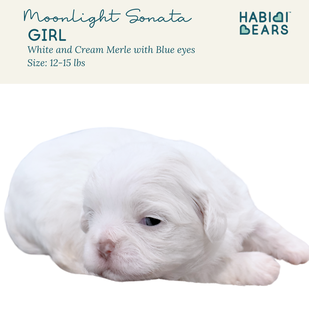 Moonlight Sonata, mini merle blue eyed habibi bear
