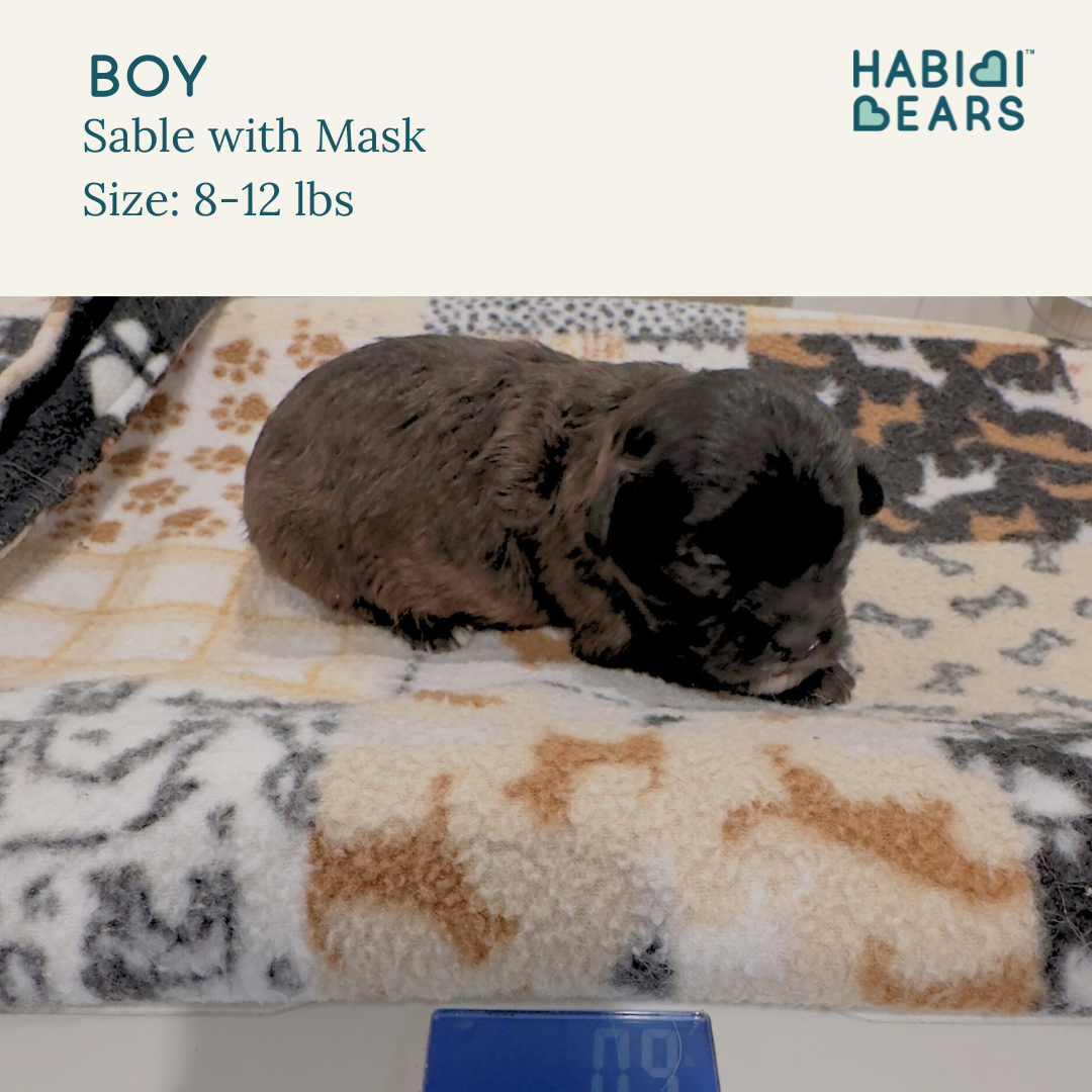 Midnight Moon - Sable Habibi Bear puppy for sale 
