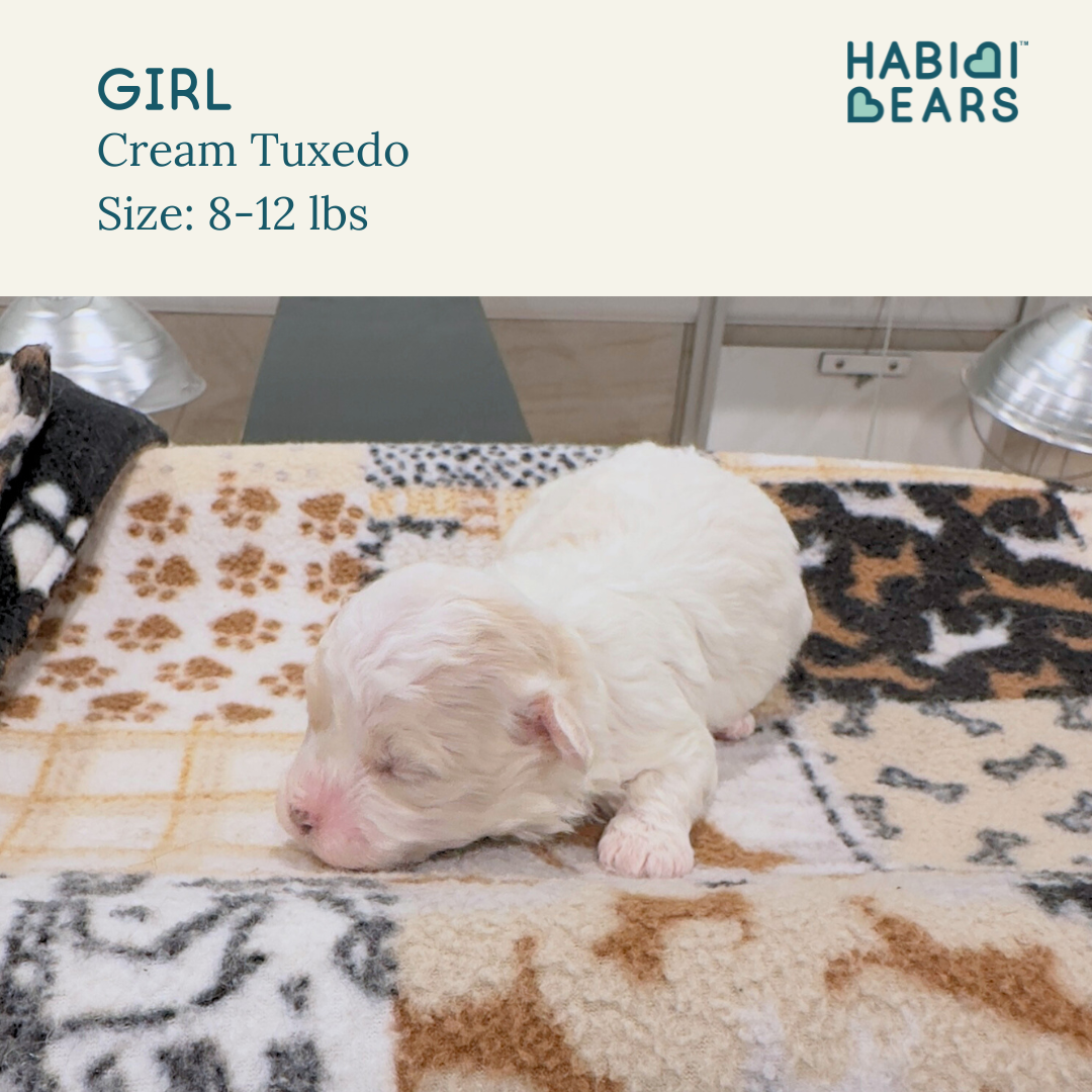 Gitty Up - Girl Habibi Bear
