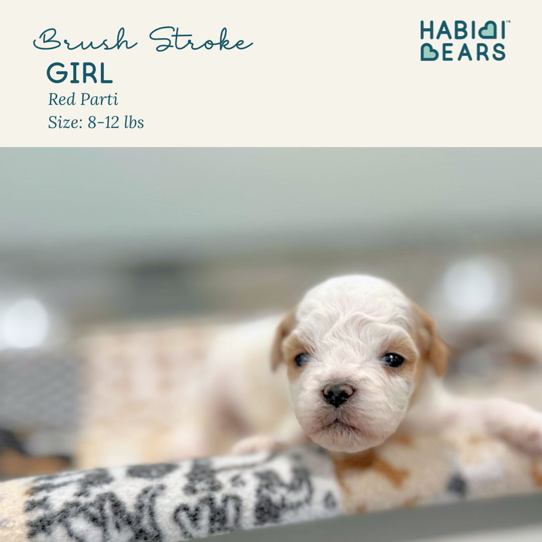 Brush Stroke- girl Habibi Bear Puppy for sale in Wa