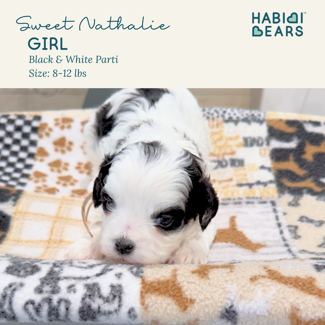 Sweet Nathalie - girl Habibi Bear Puppy for sale 