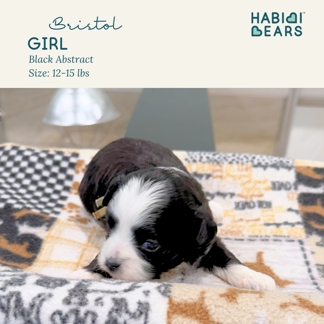 Bristol - girl habibi bear puppy for sale 