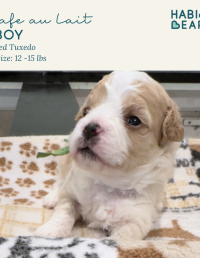 Cafe au lait- boy habibi bear puppy for sale
