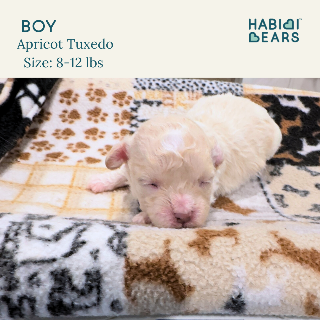 Ferncliff Habibi Bear PUppy for sale 