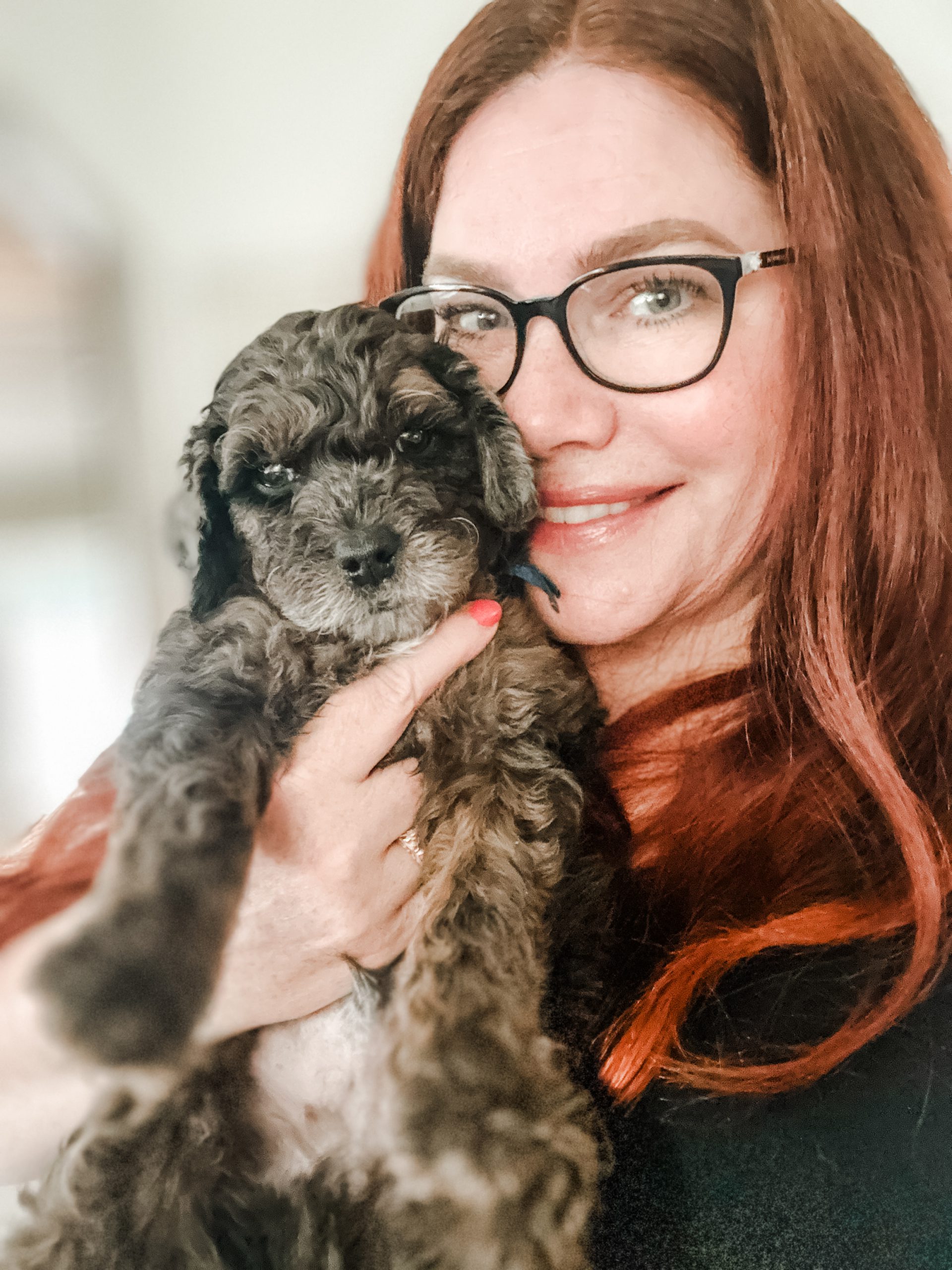 Teddy Bear Schnoodle puppy snuggling with soft non-shedding coat and soulful eyes<br />
