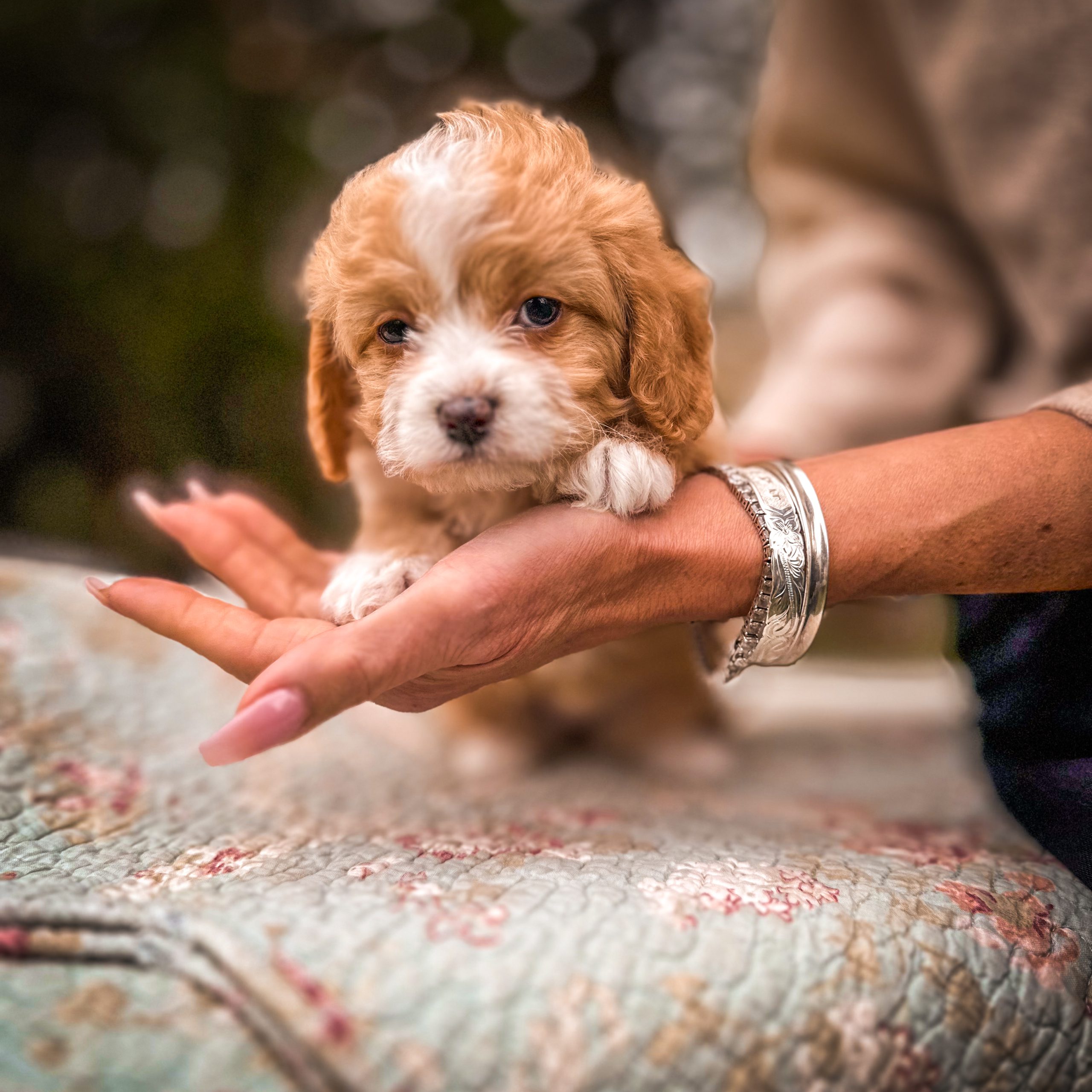 Habibi Bear puppy - the perfected cavapoo and cavachon