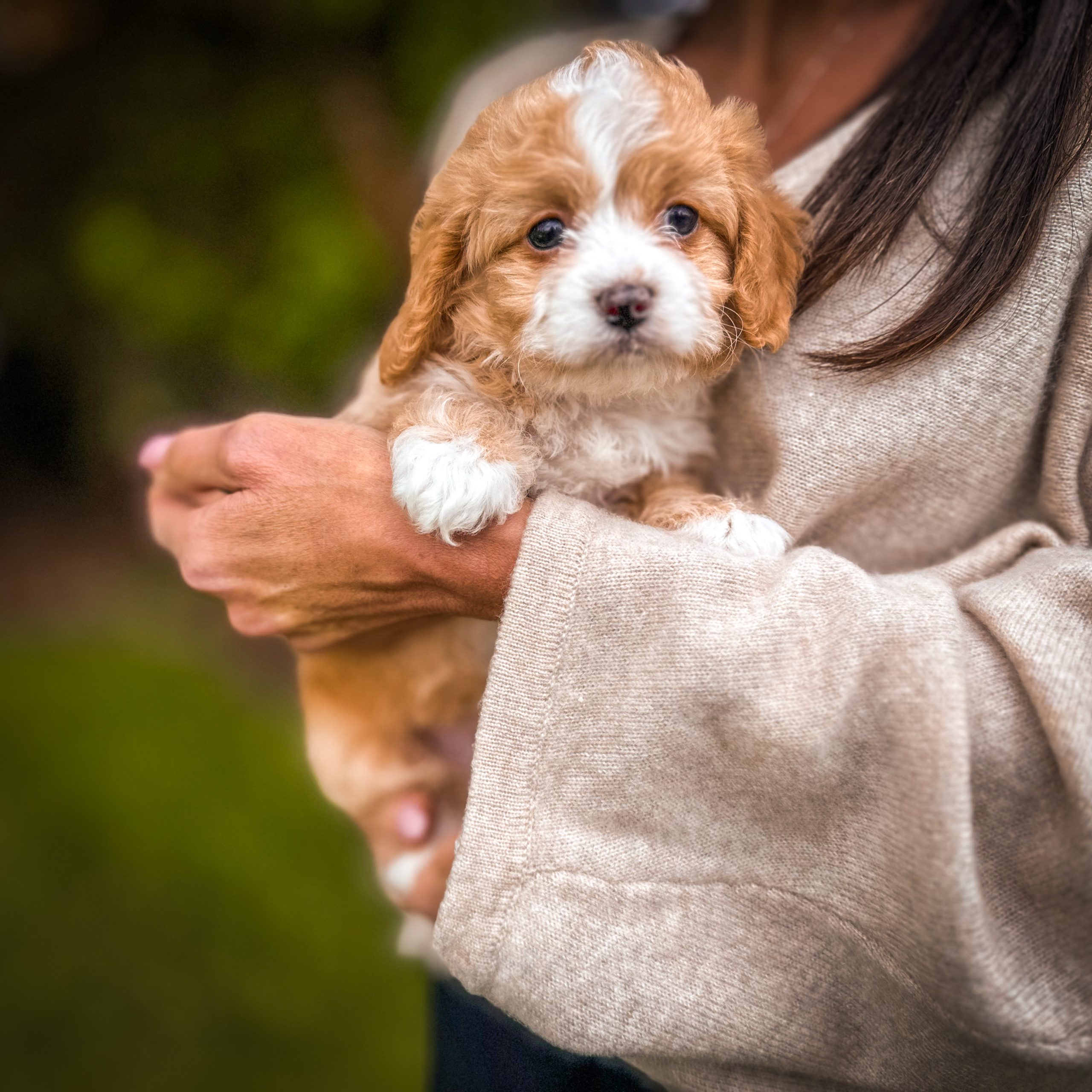 Sweet red and apricot Habibi Bear Puppy -