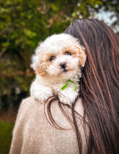 Solar Flare puppy - habibi bear puppy