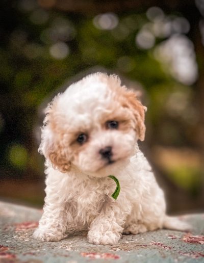 Solar Flare the little sweet habibi bear puppy