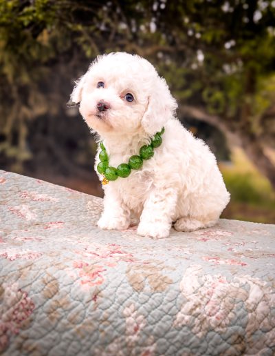 Glory the sweet blue eyed Habibi Bear puppy