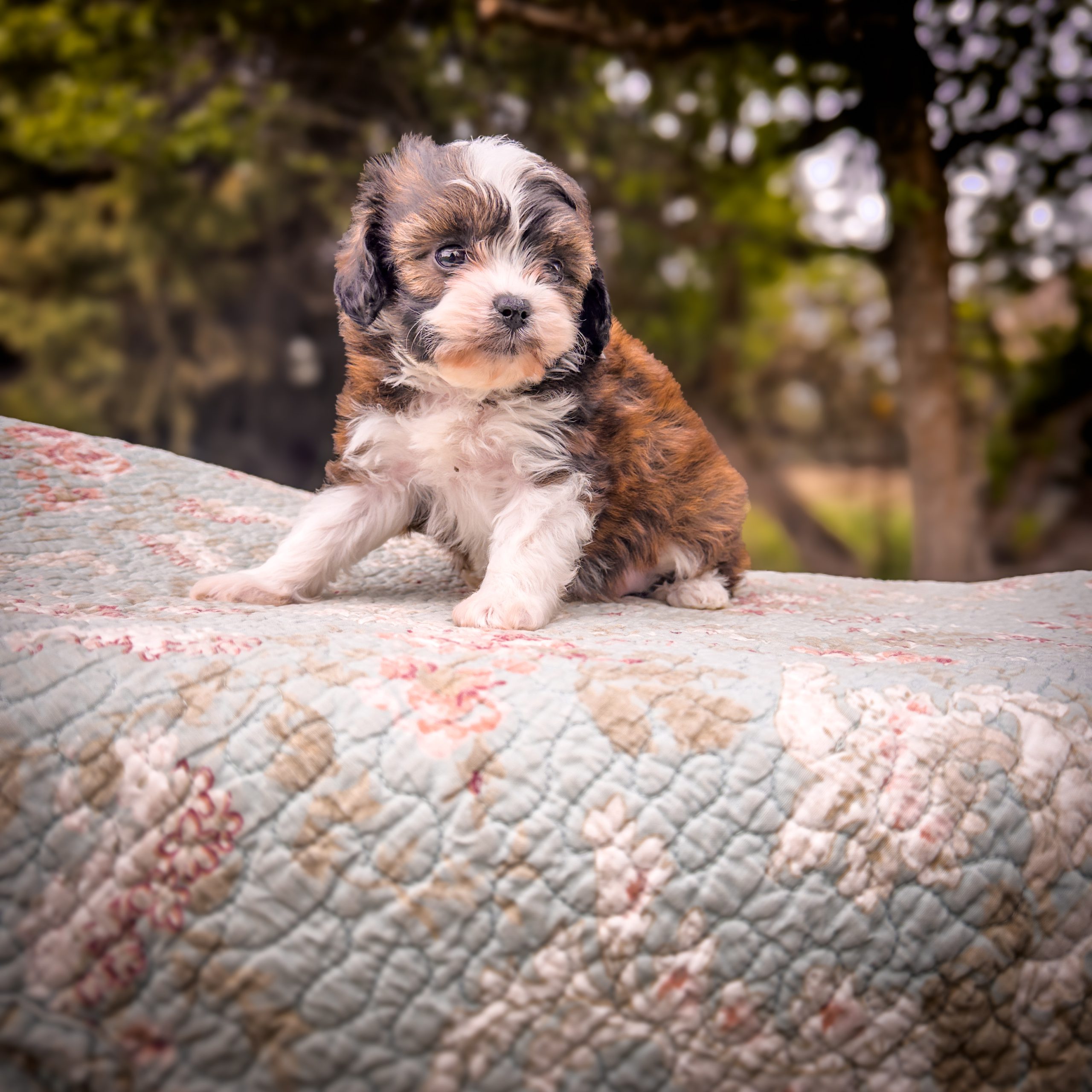 Purple Flame - female habibi bear puppy for sale 