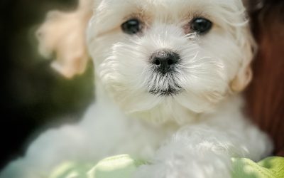 Karma – Teacup – Girl – Available