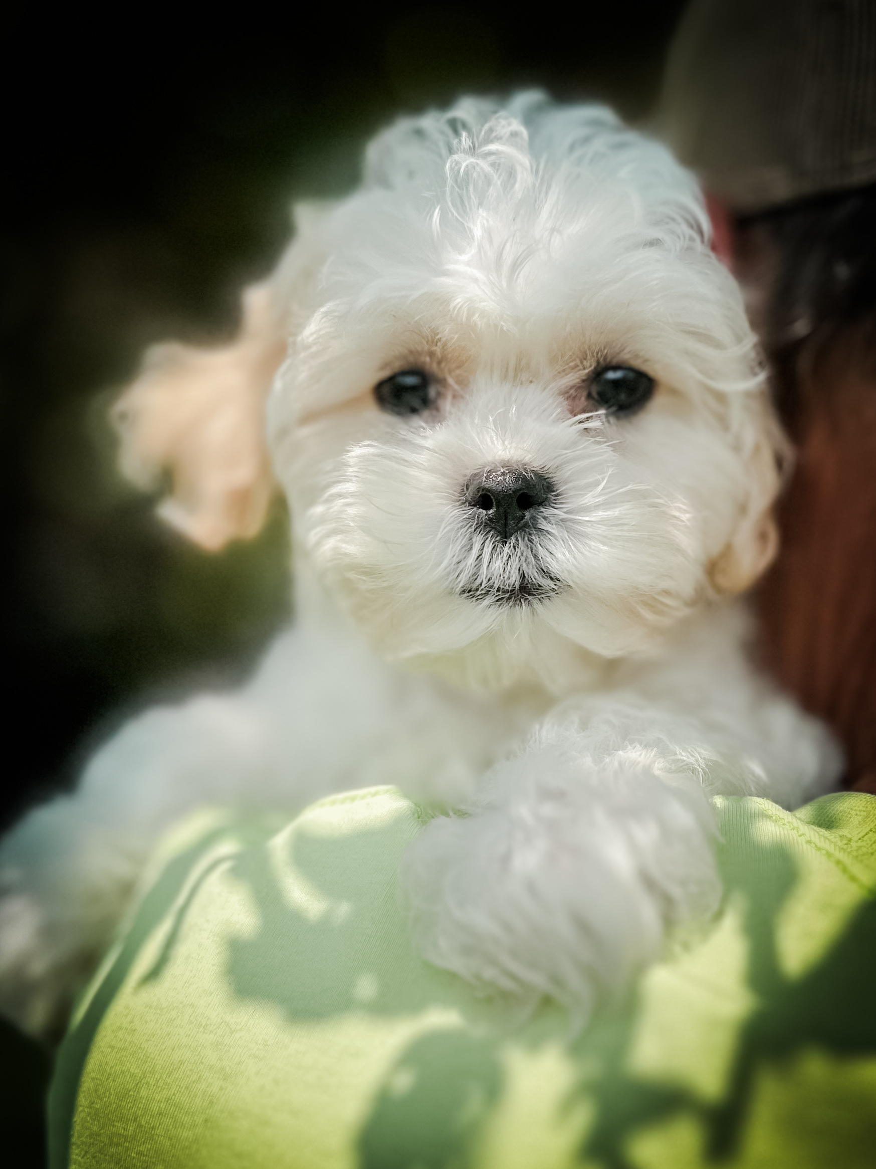 habibi bear puppy therapy dog