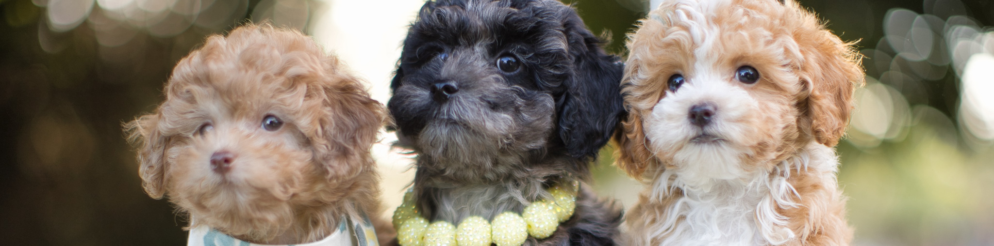 Habibi Bear Puppy – Teddy Bear Schnoodle Roots, Perfected Searching for Teddy Bear Schnoodle puppies? Let us introduce you to the Habibi Bear™—a heart-crafted, next-generation companion born from our beloved Schnoodle lines and elevated with soulful intention, science, and love.