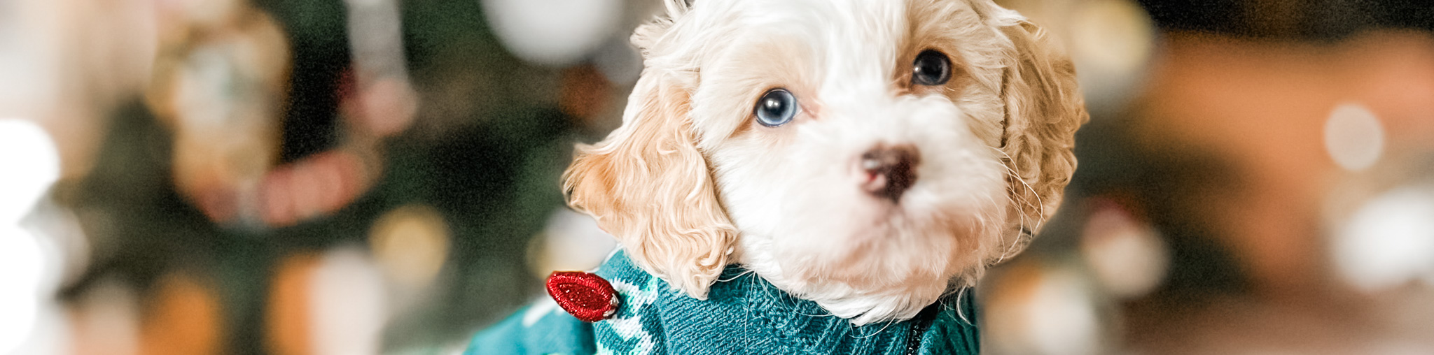 A dreamy mix of Cavachon charm and Cavapoo sweetness—refined into the Habibi Bear. A dreamy mix of Cavachon charm and Cavapoo sweetness—refined into the Habibi Bear.