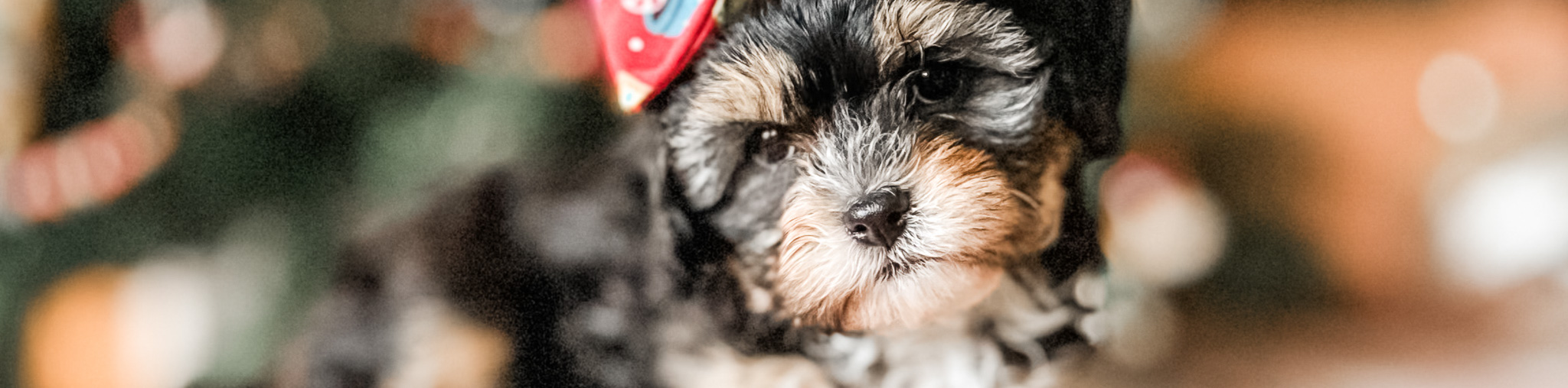 Habibi Bear Puppy – Tri Color Teddy from Cavachon Roots Habibi Bear Puppy – Tri Color Teddy from Cavachon Roots<br />