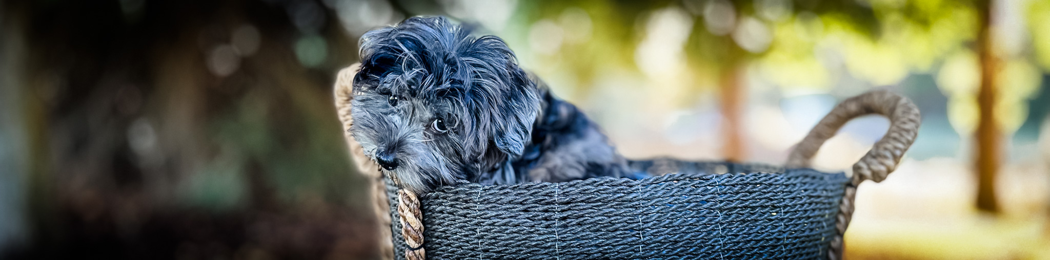 Adoption Process- How to adopt a Habibi Bear Puppy for your family
