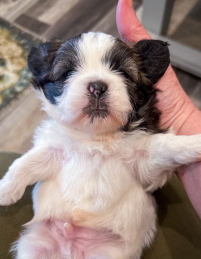 Phantom-The Ultimate Teddy Bear Dog | Created with Intention