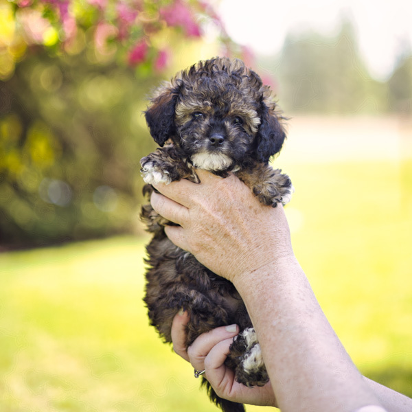 Amberlight Sable Habibi Bear Puppy