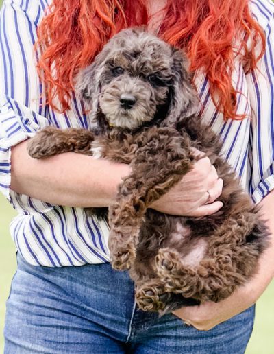 Aziz the Habibi Bear puppy with bright eyes and a joyful, playful expression