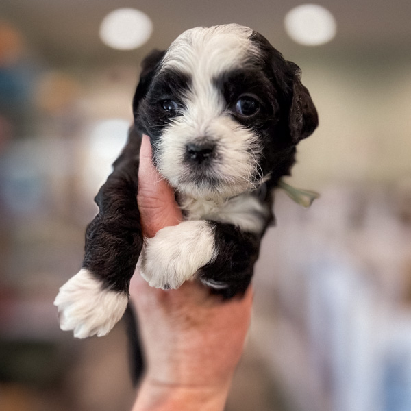 Bristol - girl habibi bear puppy for sale 