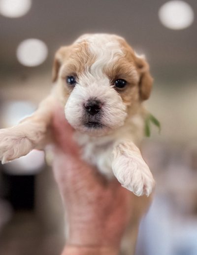 Cafe au lait- boy habibi bear puppy for sale