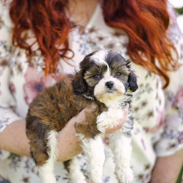 cute little teddy bear puppies for sale in Wa 