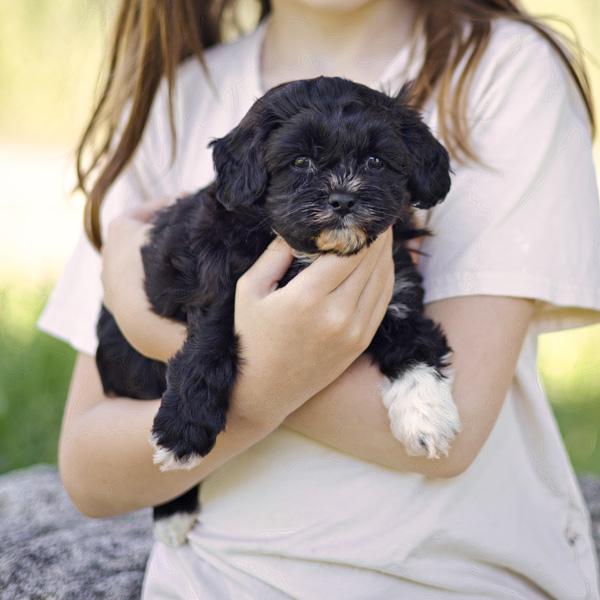our adorable black tuxedo puppy cavapoo habibi bears