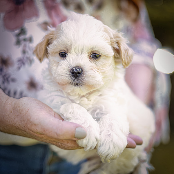 Karma - Apricot female habibi bear puppy for sale 