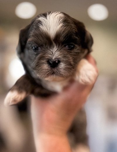 Labyrinth-The Ultimate Teddy Bear Dog | Created with Intention