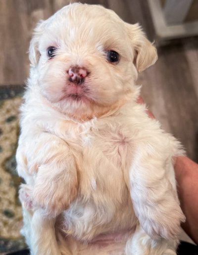 Lion's Maine - blue eyed habibi bear puppy for sale
