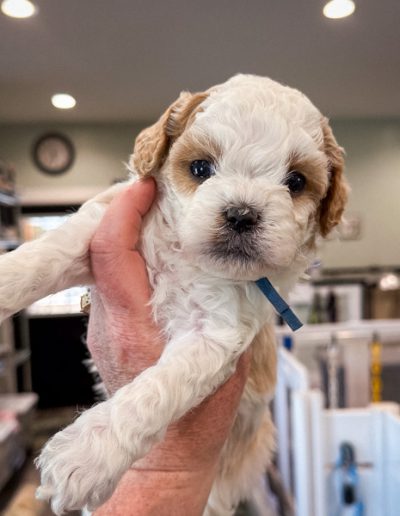 Mystic - boy habibi bear puppy for sale