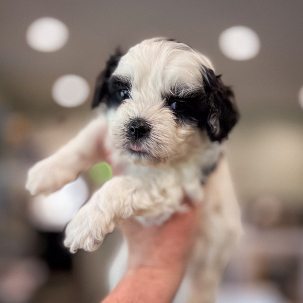 Sweet Nathalie - girl Habibi Bear Puppy for sale 