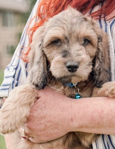 Poppy the Habibi Bear puppy laying down peacefully with soft eyes and a calm expression